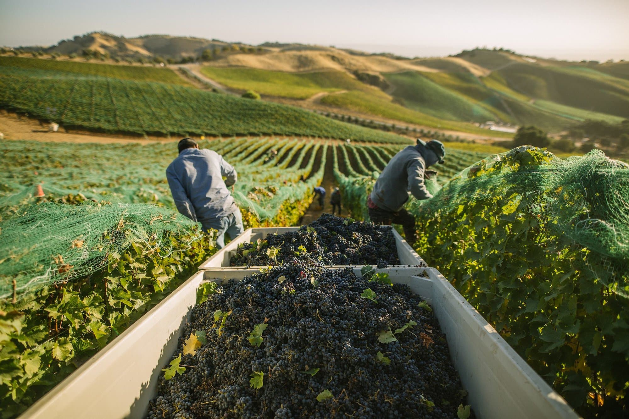 Two workers harvesting grapes on the vineyard