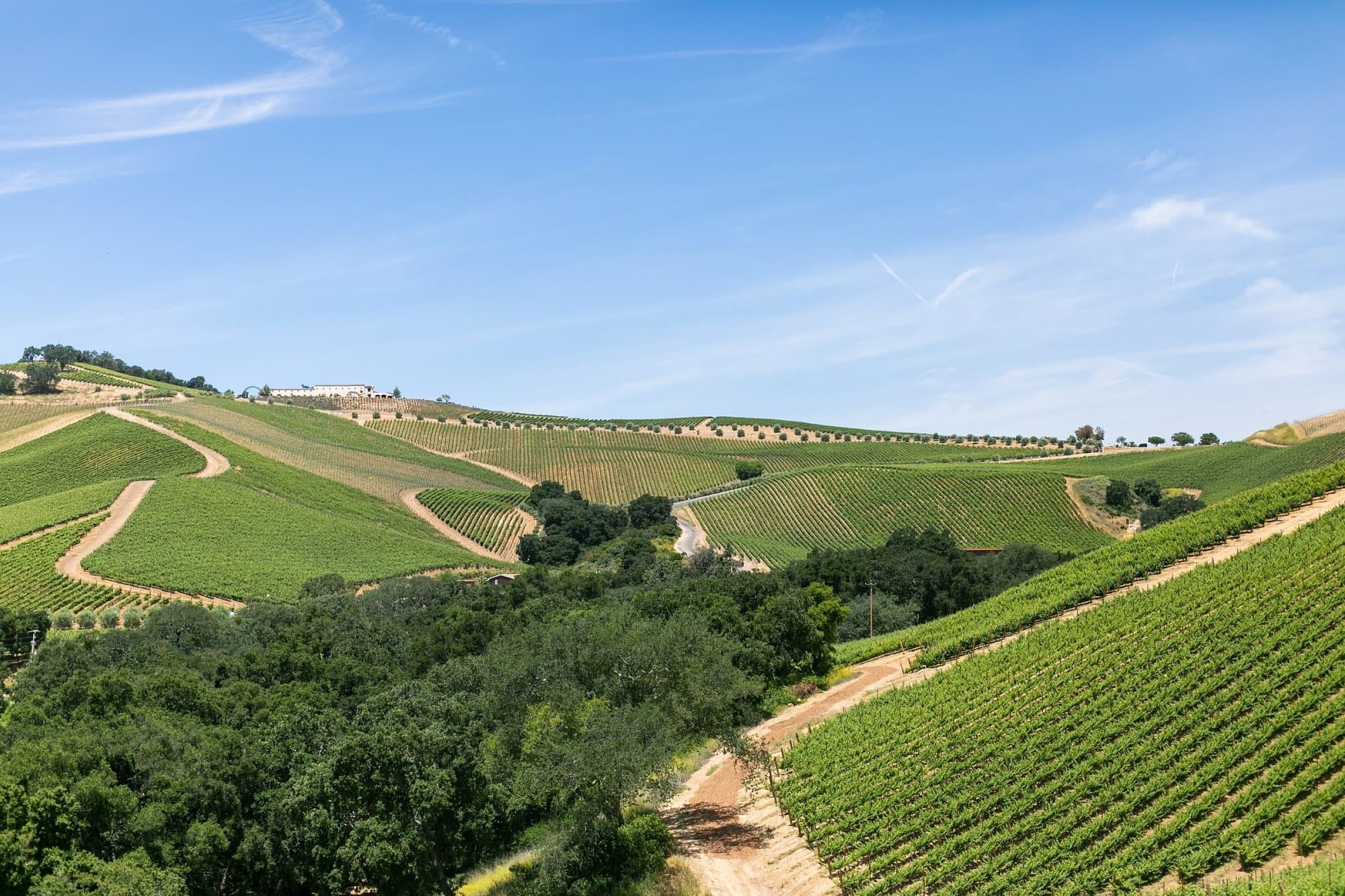 Landscape of DAOU estate's vineyards